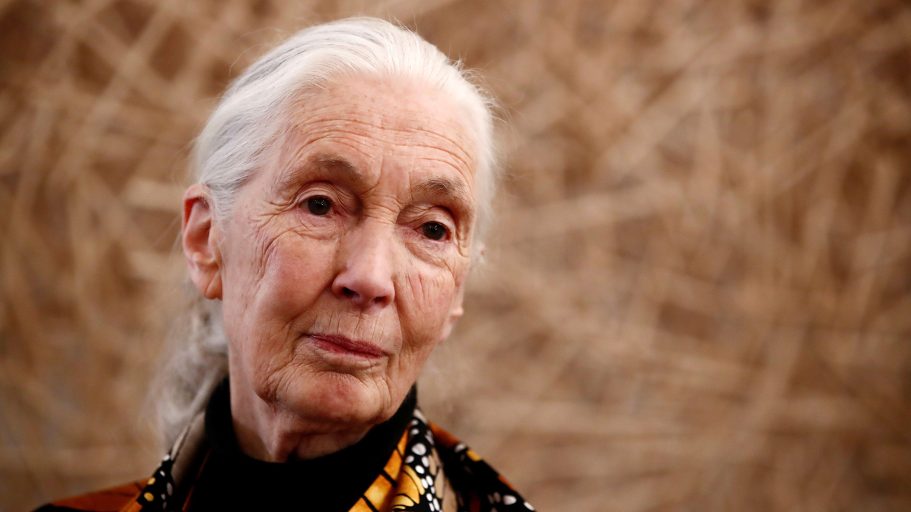 British primatologist, ethologist and anthropologist Jane Goodall attends an interview with Reuters in Paris, France, December 18, 2018. Picture taken December 18, 2018. REUTERS/ Christian Hartmann