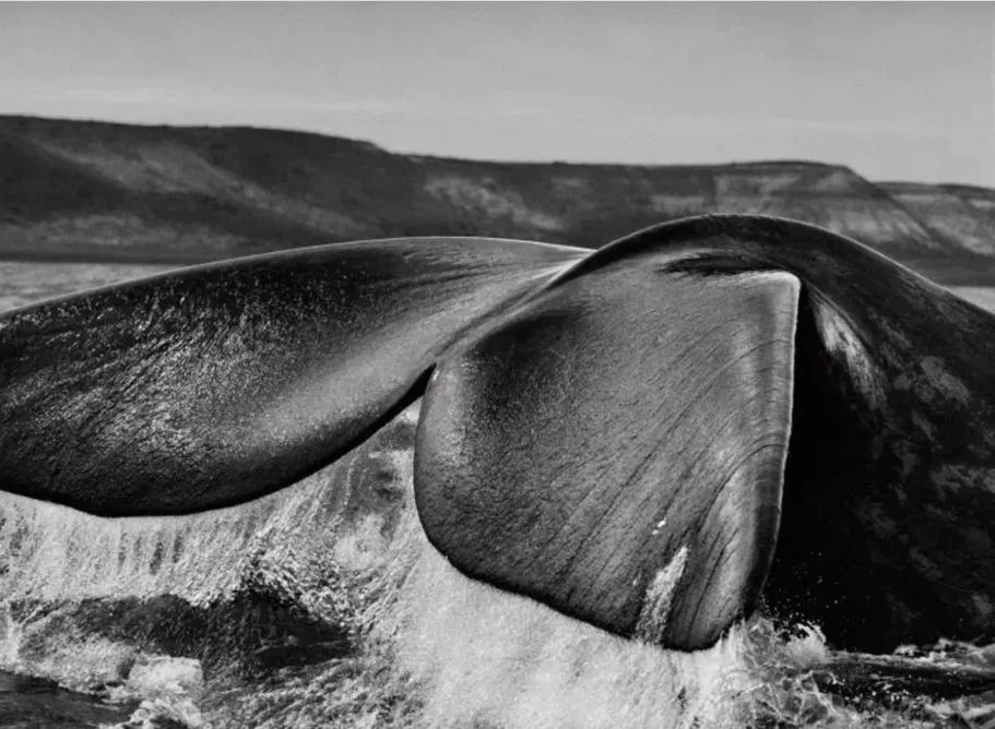 Sebastiao_Salgado_Paskho_65544239-1dfe-402d-999e-1bba76e04006.png.webp